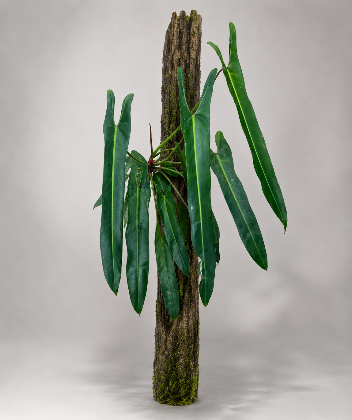 Philodendron spiritus-sancti als adulte seltene Kletterpflanze mit schmalen Blättern