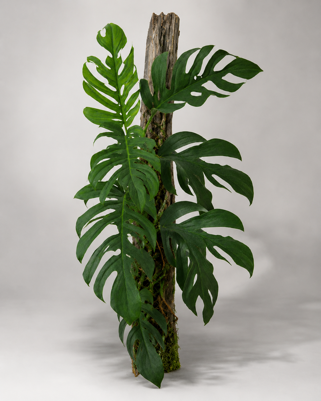 Monstera dissecta als adulte Kletterpflanze mit geteilten Blättern