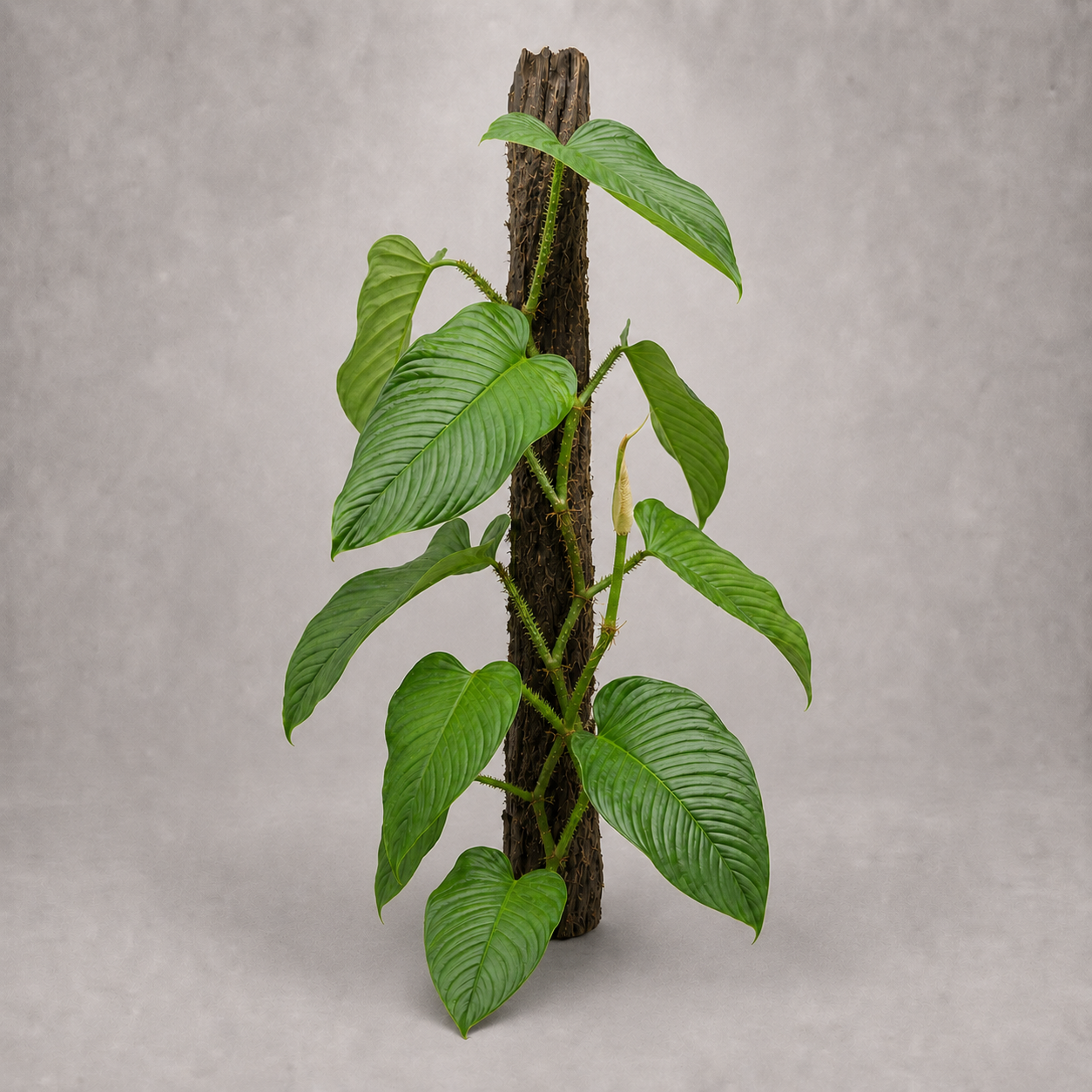 Philodendron squamipetiolatum als adulte Kletterpflanze mit schuppigen Blattstielen
