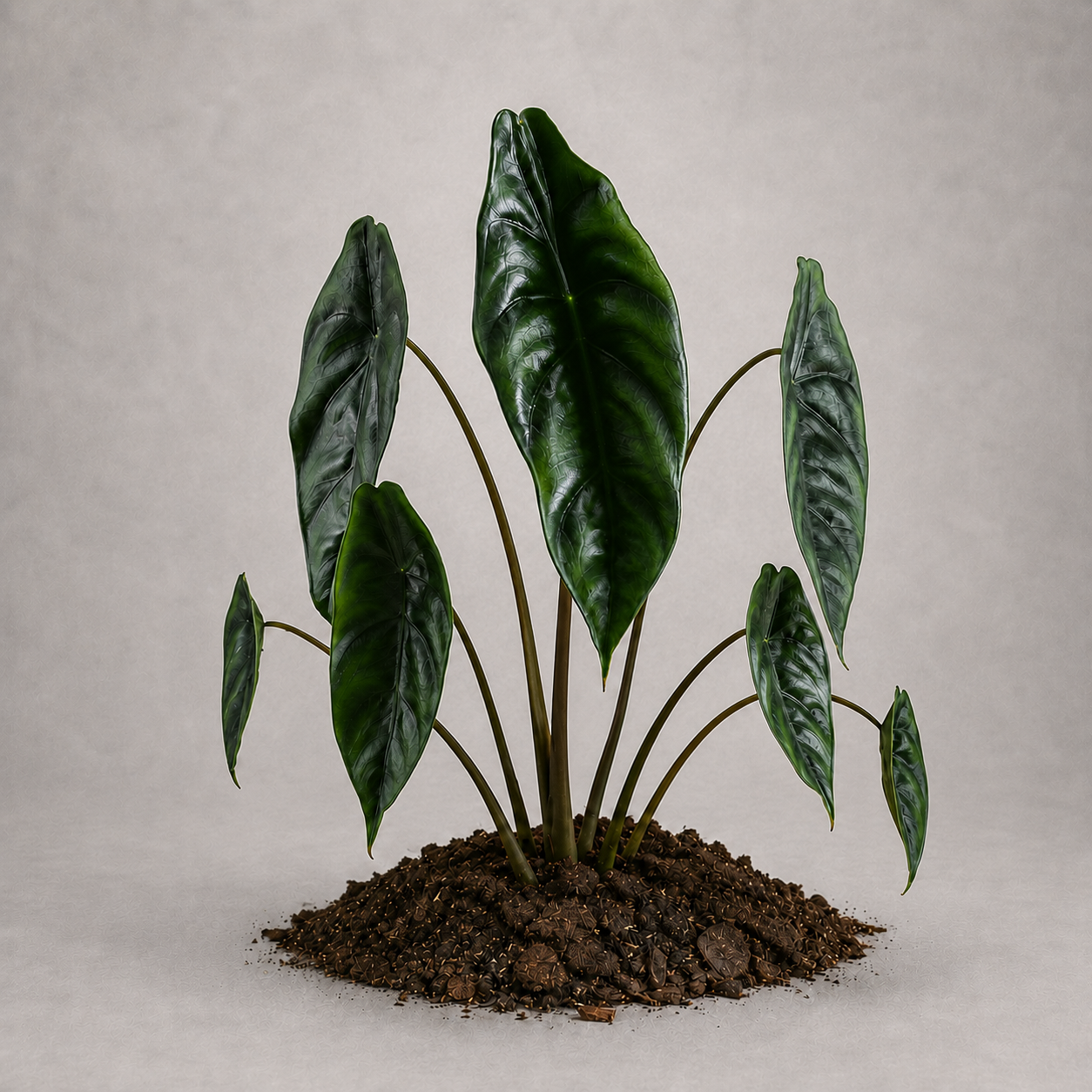Alocasia venusta als adulte Pflanze mit schmalen Blättern