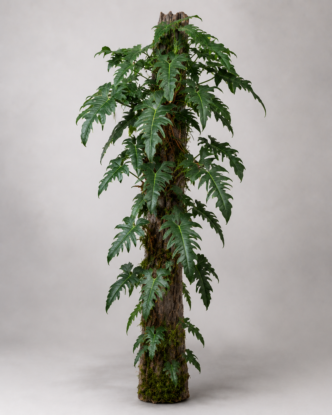 Philodendron sp. 'Golden Dragon' als adulte Kletterpflanze