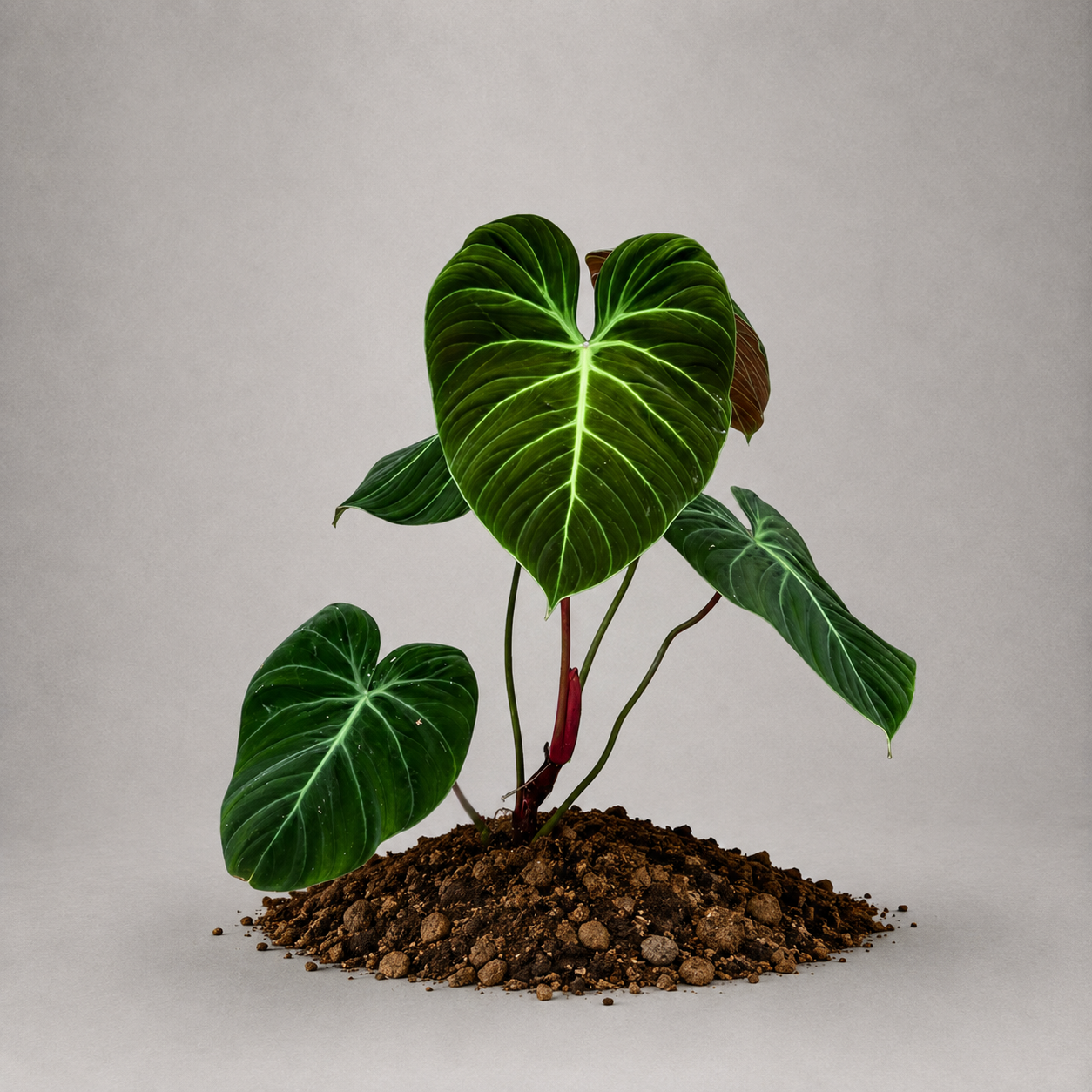 Philodendron rubrijuvenile als adulte Pflanze mit rötlichem Neuaustrieb