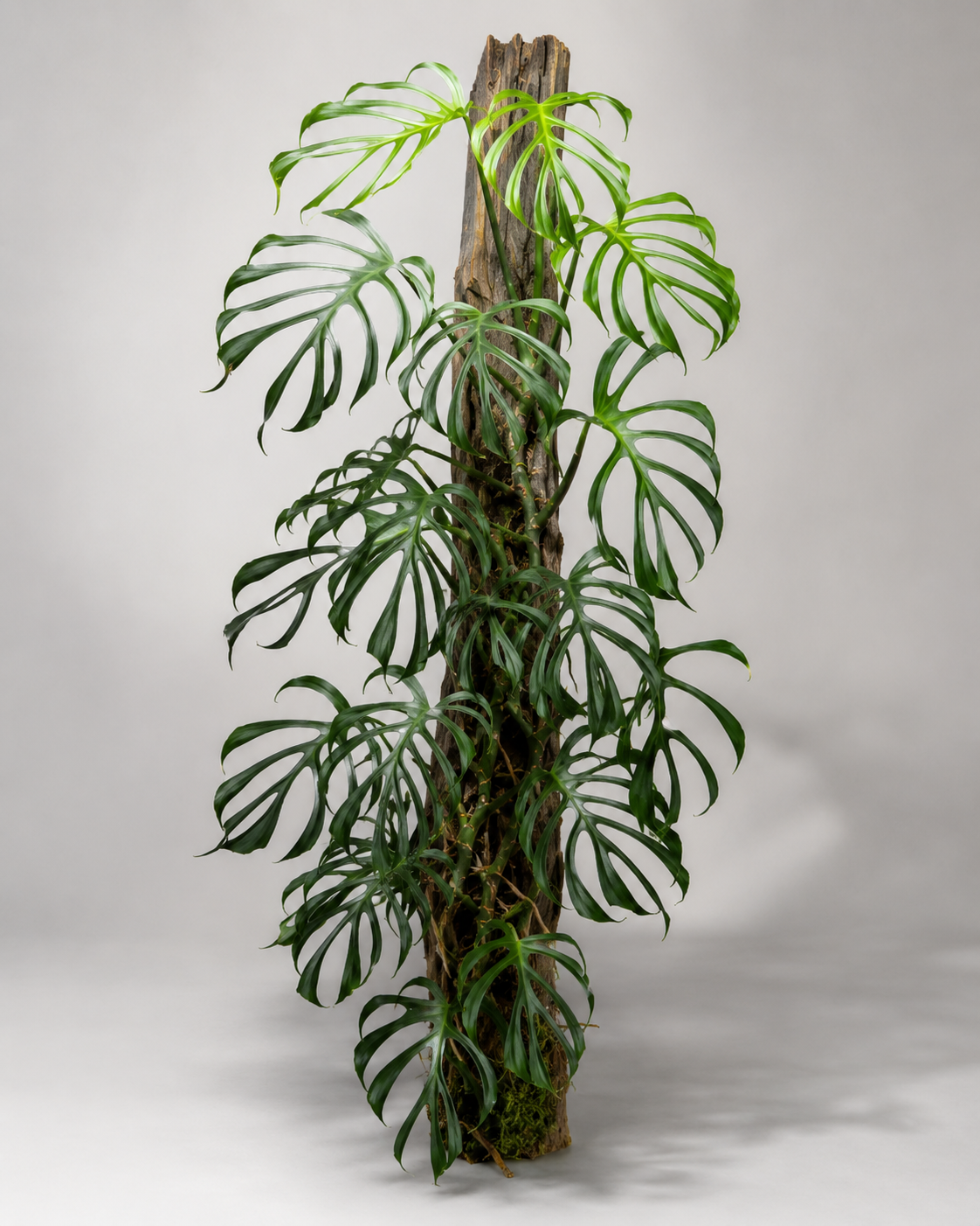 Monstera 'Burle Marx's Flame' als adulte seltene Monstera