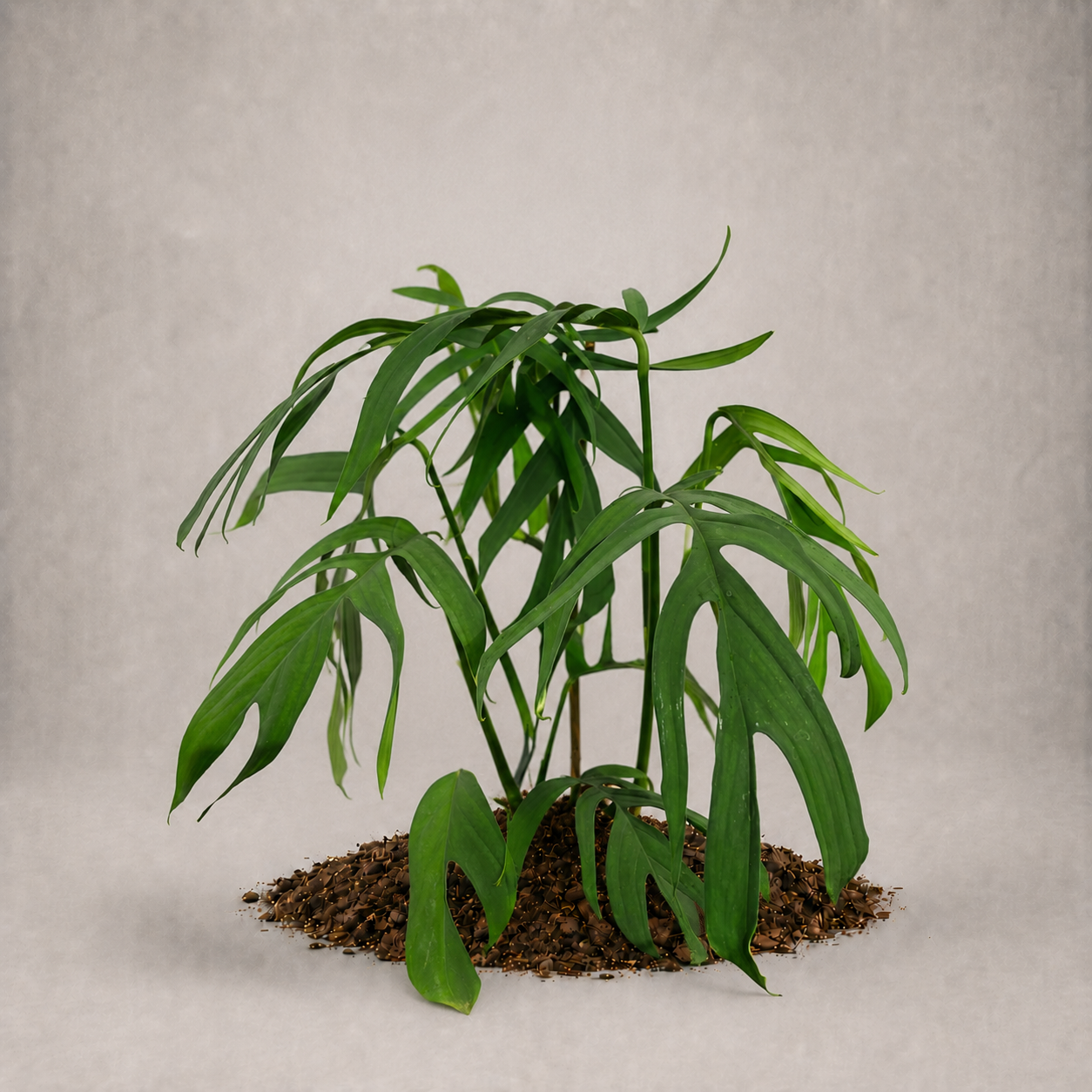 Monstera croatii als adulte Monstera mit länglichen Blättern