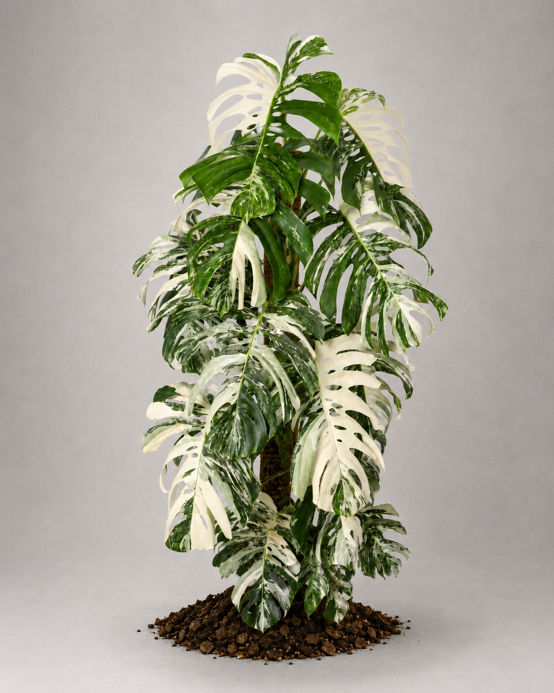 Monstera deliciosa var. borsigiana 'Variegata' als adulte panaschierte Kletterpflanze