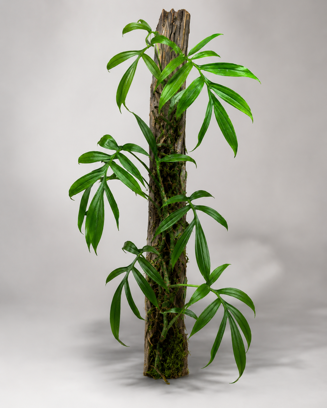 Monstera subpinnata als adulte Pflanze mit gefiederten Blättern