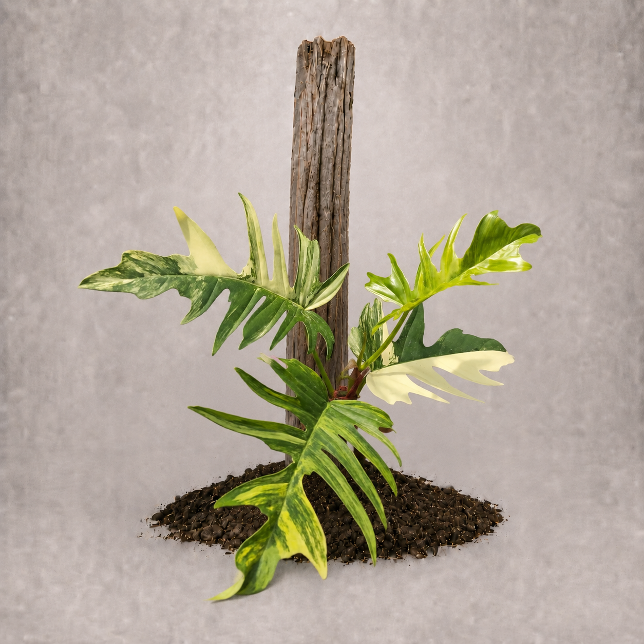 Philodendron tortum x sp. 'Florida Beauty' als adulte Hybridpflanze mit gelappten Blättern