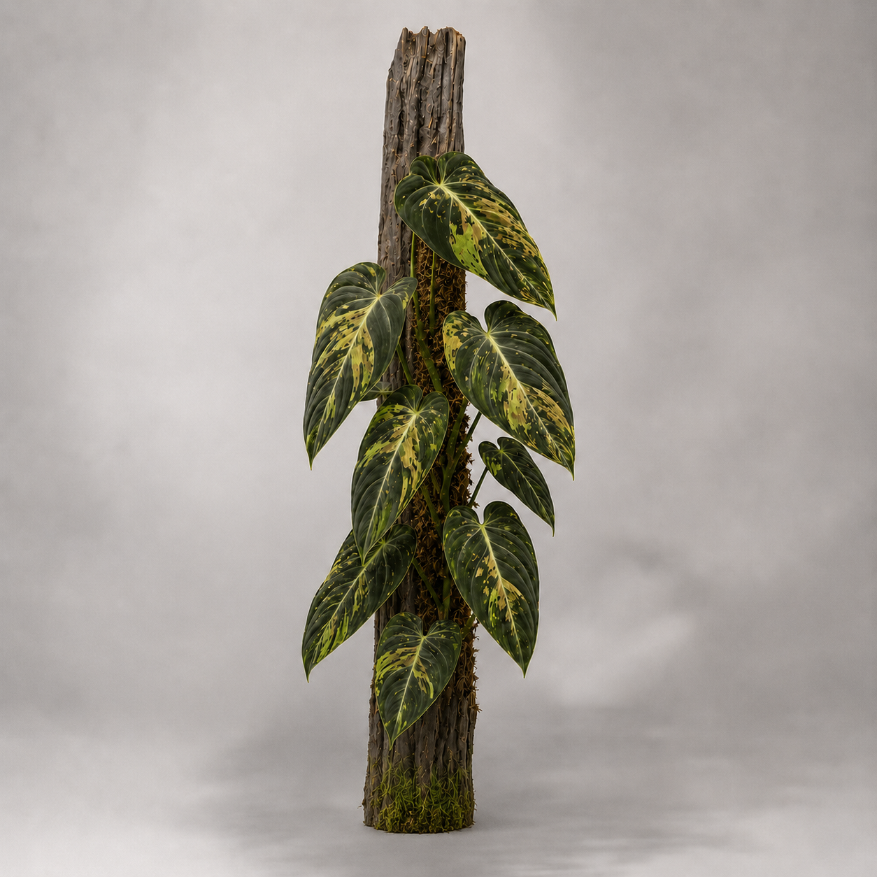 Philodendron melanochrysum 'Variegata' als adulte panaschierte Samtpflanze
