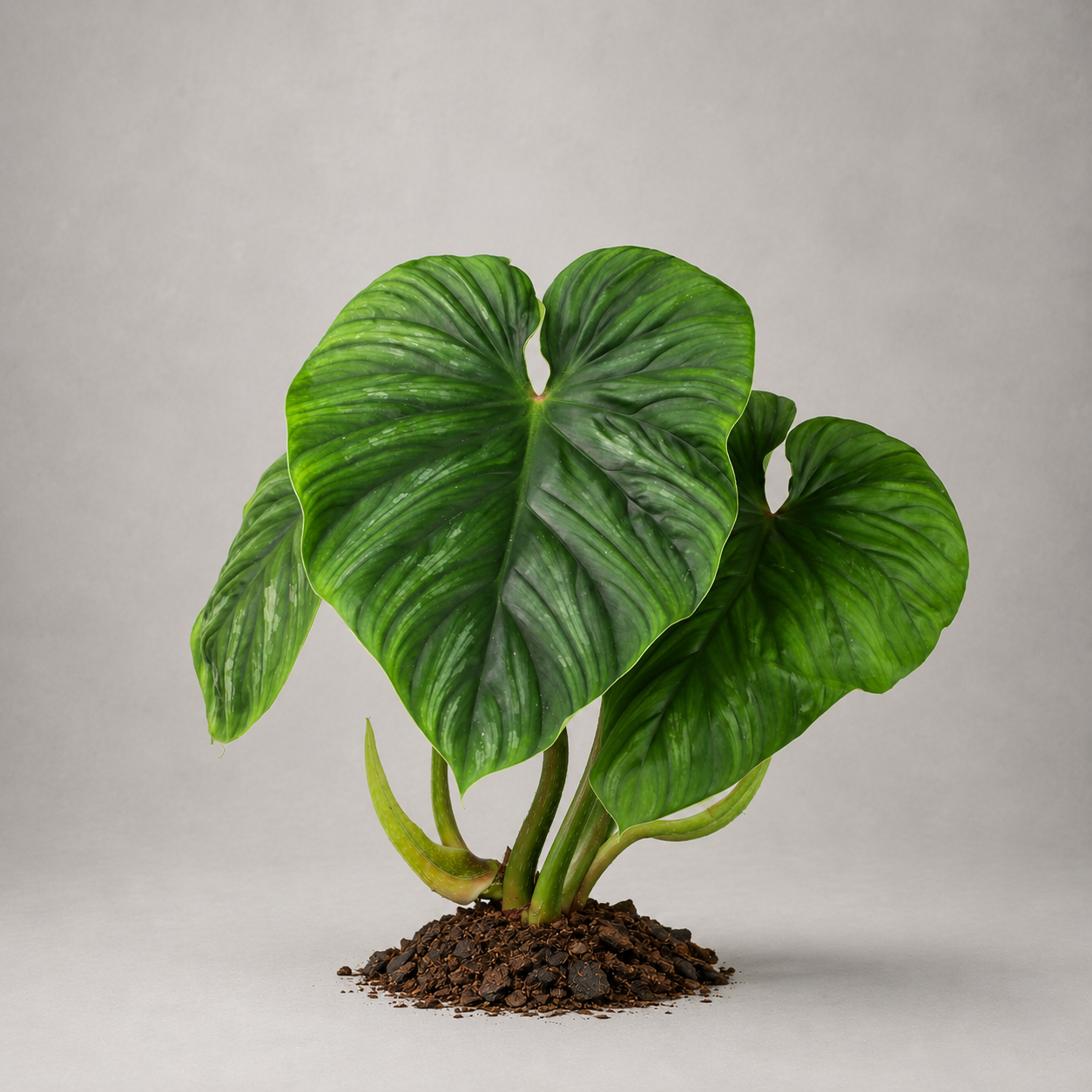Philodendron plowmanii