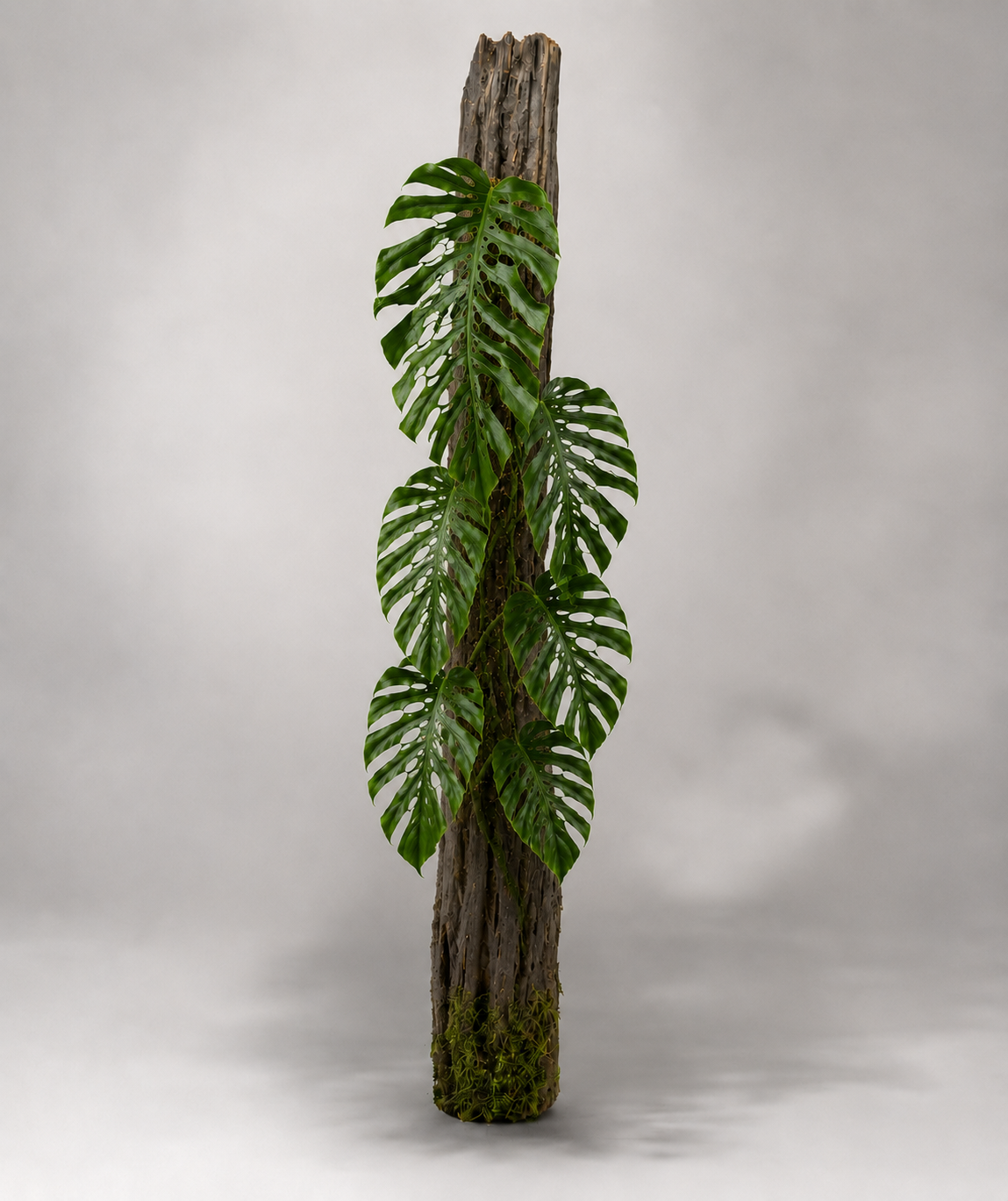 Monstera dubia als adulte Kletterpflanze mit größeren, gefensterten Blättern