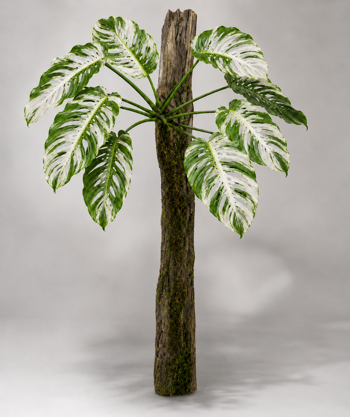 Monstera lechleriana 'Variegata' als adulte panaschierte Pflanze