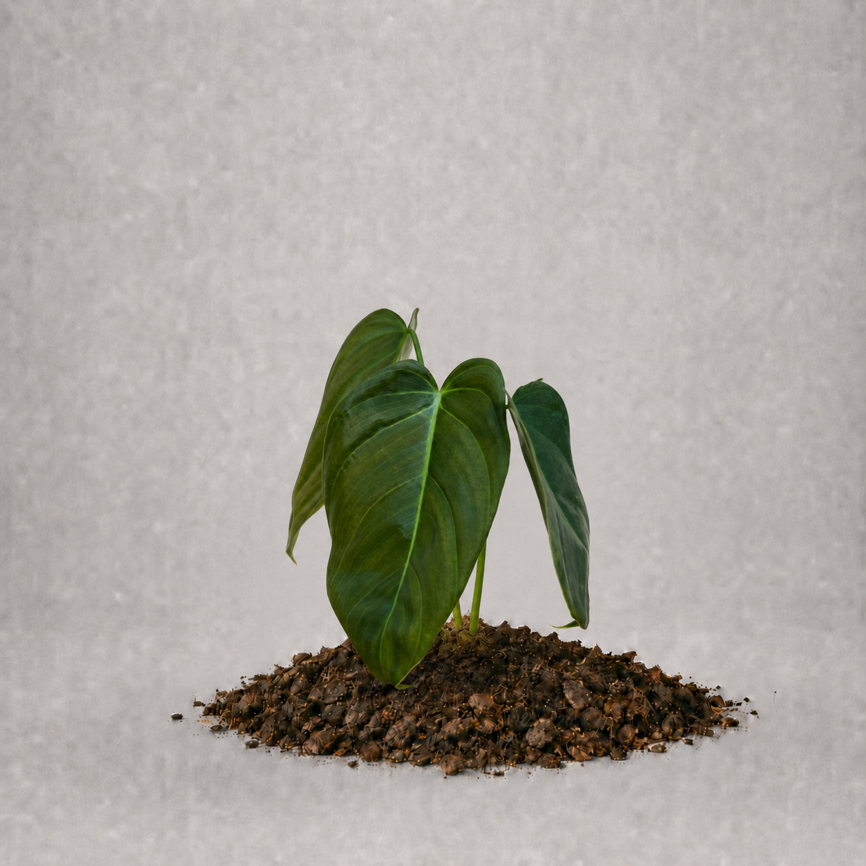 Philodendron pinnatilobum aff. x erubescens x melanochrysum als adulte Hybridpflanze