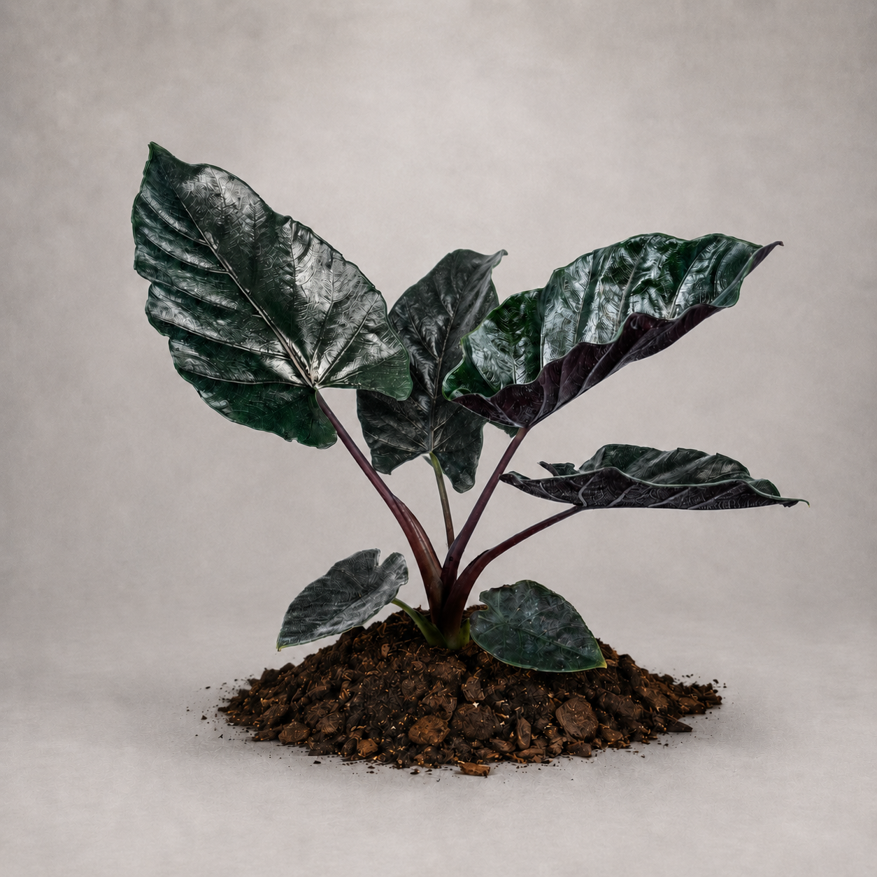 Alocasia chienlii 'Antoro Velvet' als adulte Samtpflanze
