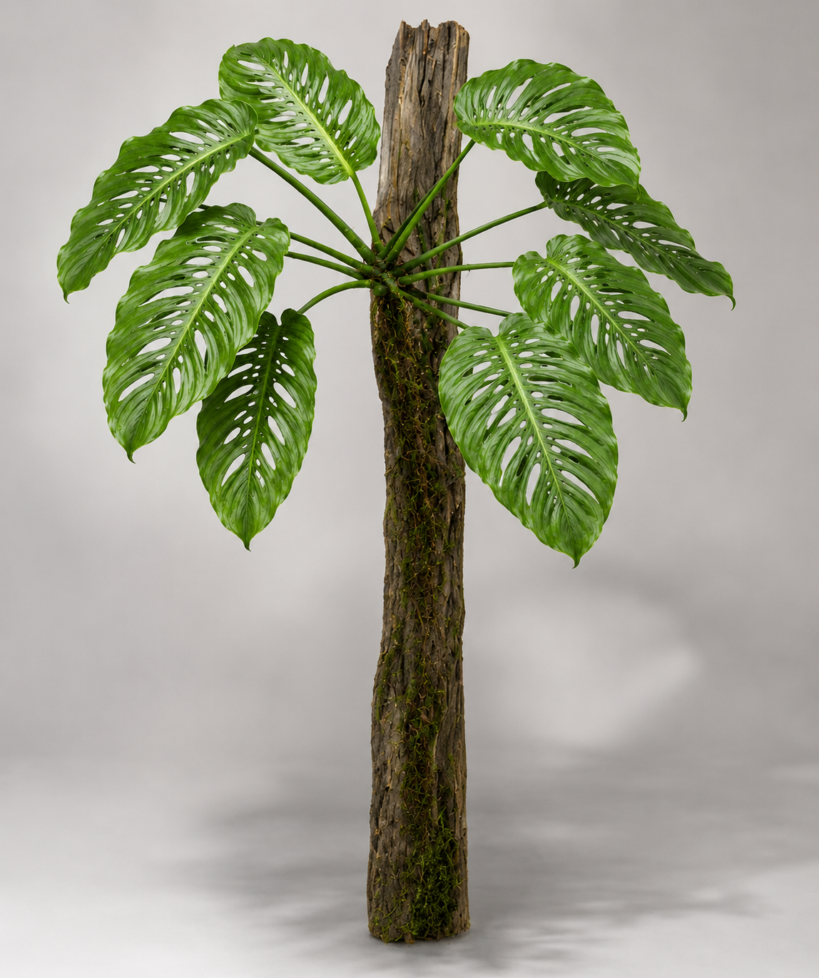 Monstera lechleriana als adulte Kletterpflanze