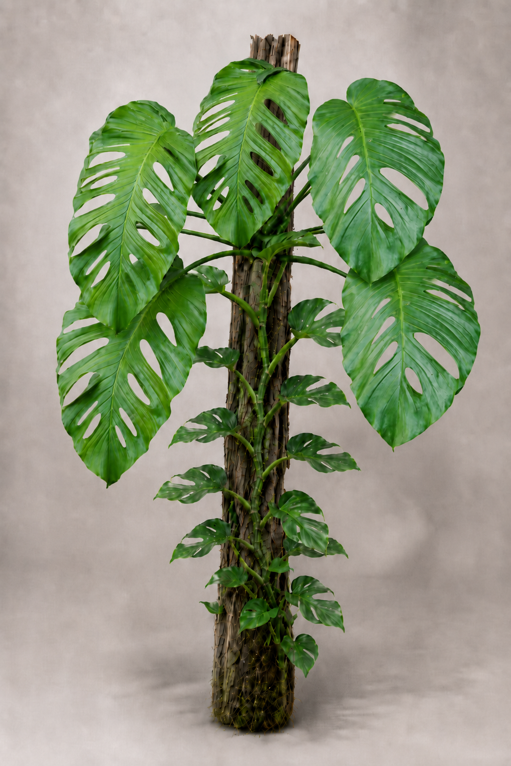Monstera egregia als adulte Kletterpflanze