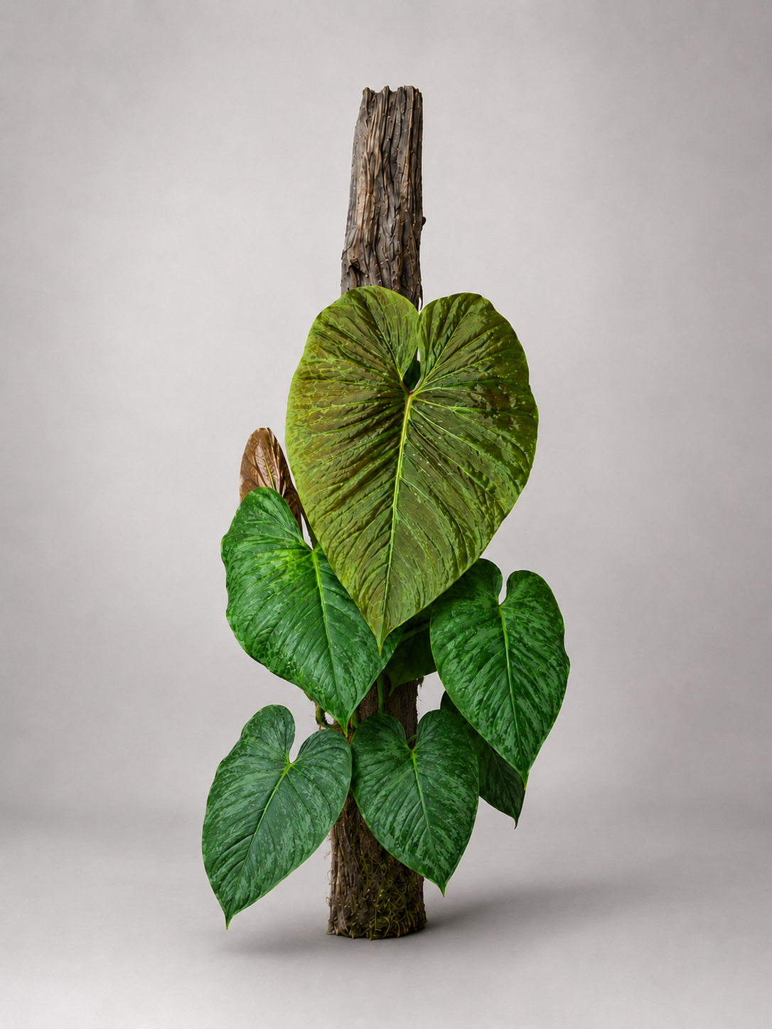 Philodendron verrucosum × sodiroi als adulte Hybridpflanze mit samtigen Blättern und silbriger Zeichnung