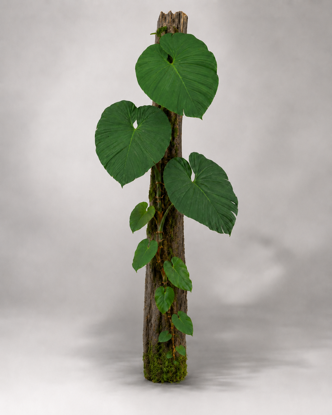 Philodendron roseocataphyllum aff. als adulte Kletterpflanze mit herzförmigen Blättern