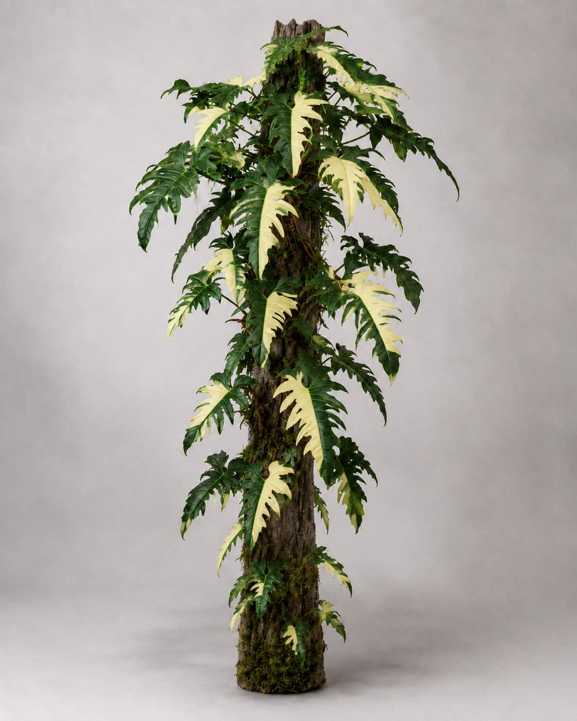 Philodendron sp. 'Golden Dragon' Variegata als adulte panaschierte Kletterpflanze