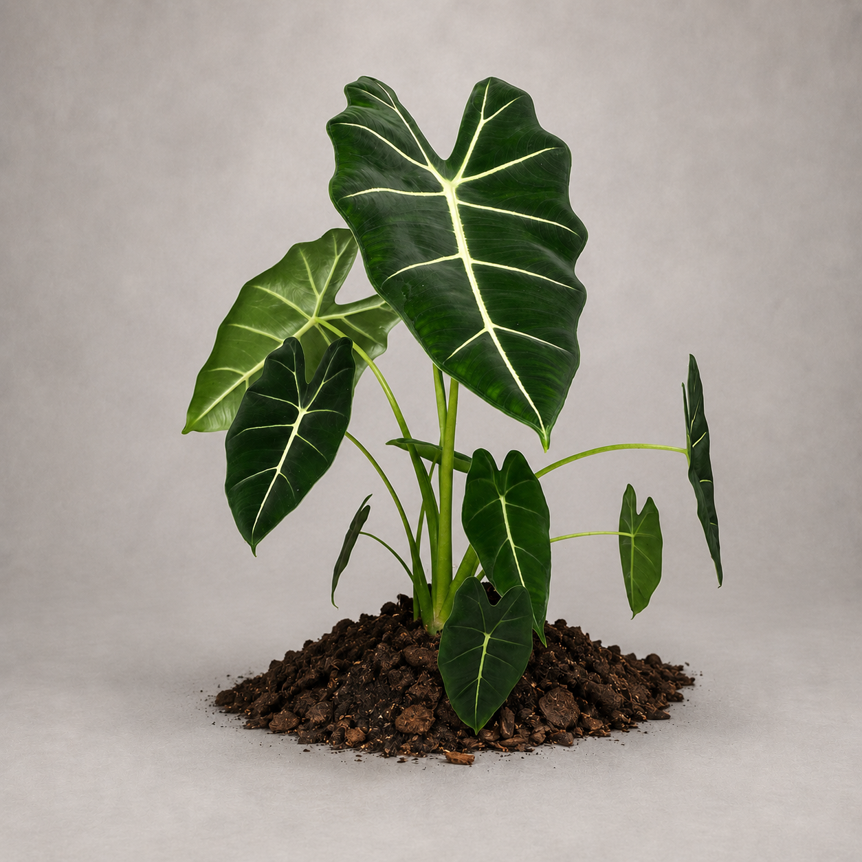 Alocasia micholitziana 'Green Velvet' als adulte Pflanze