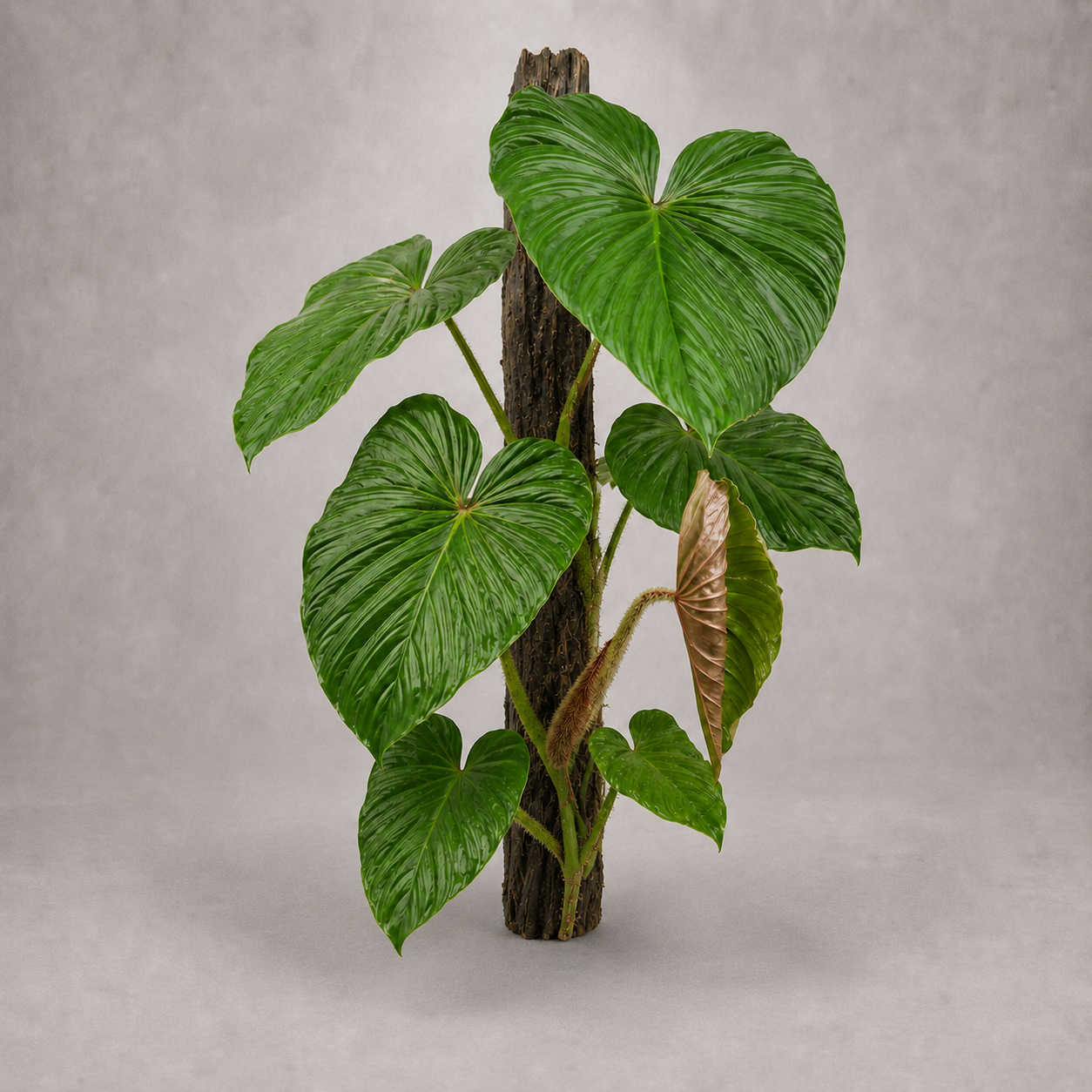 Philodendron magnum als adulte Kletterpflanze mit großen Blättern